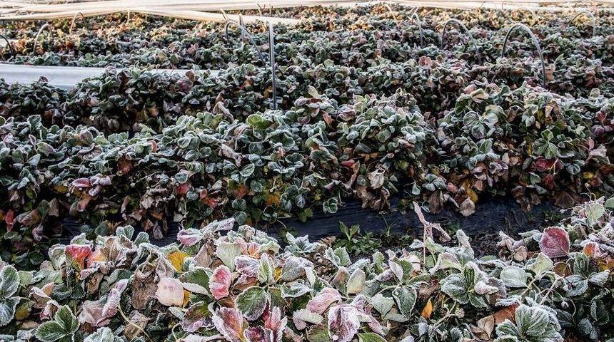 Zirai Don Olayı Tarım Arazilerinde Etkili Oldu