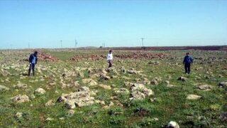 Musabeyli İlçesinde Çekirge Sürveyi Çalışmaları