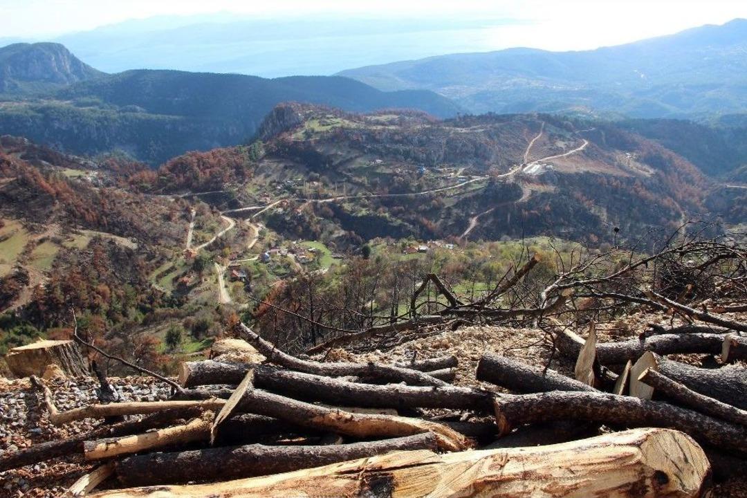 Zeytink&ouml;y&rsquo;e 13 Bin Zeytin Fidanı