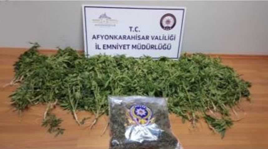 Emniyetin Baskınıyla Bir Evden 194 K&ouml;k Hint Keneviri