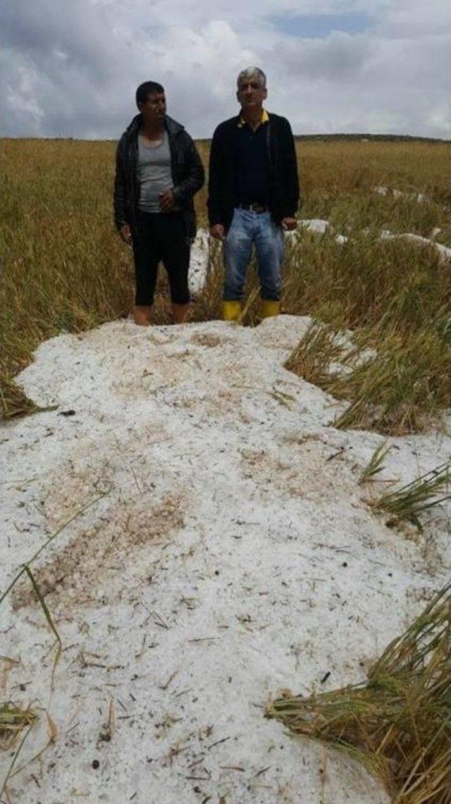 Polatlı’da Dolu Ve Sel Ekinlere Zarar Verdi