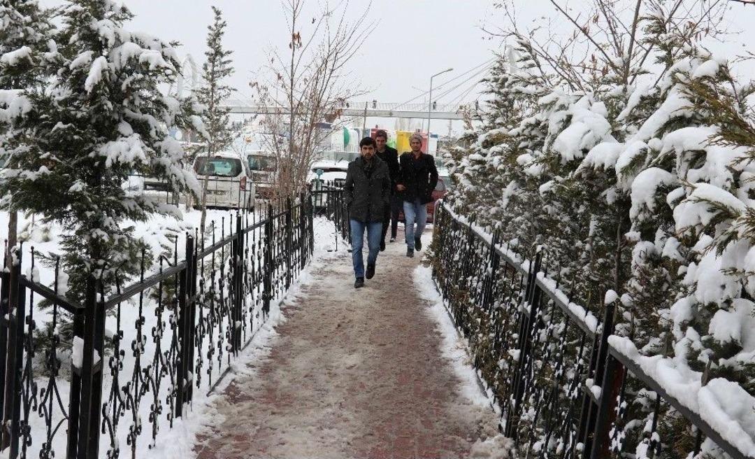 Kuşların Ekmek Kavgası