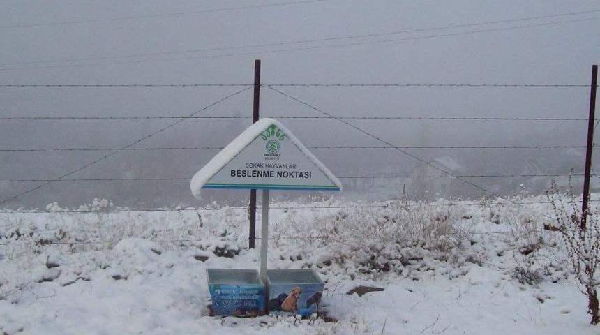 Belediye Sokak Hayvanları İçin Seferber Oldu