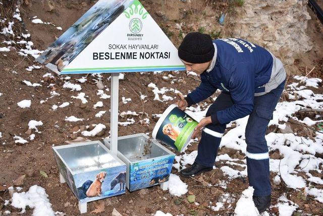 Belediye Sokak Hayvanları İçin Seferber Oldu