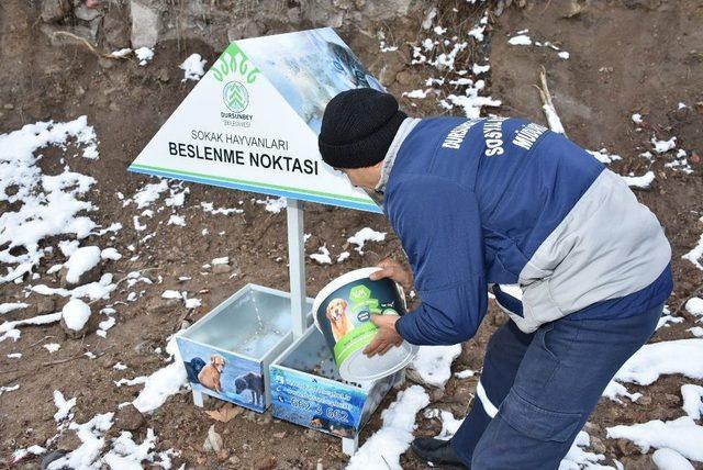 Belediye Sokak Hayvanları İçin Seferber Oldu