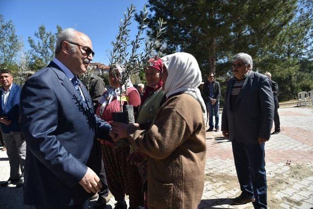 Vali Köşger Üreticiye Zeytin Fidanı Dağıttı