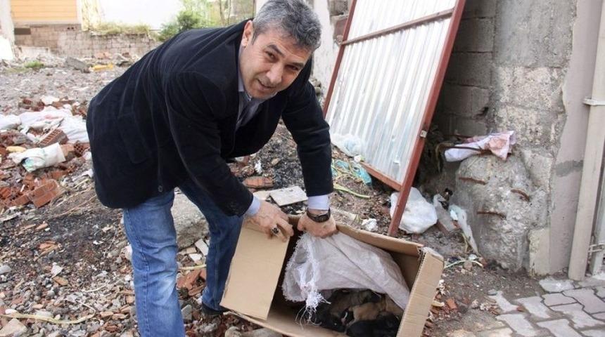 Yavru K&ouml;peklerle Annesi Hayvan Barınağına Alındı