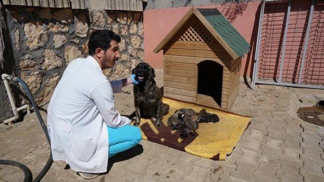 Yavru Köpeklerle Annesi Hayvan Barınağına Alındı