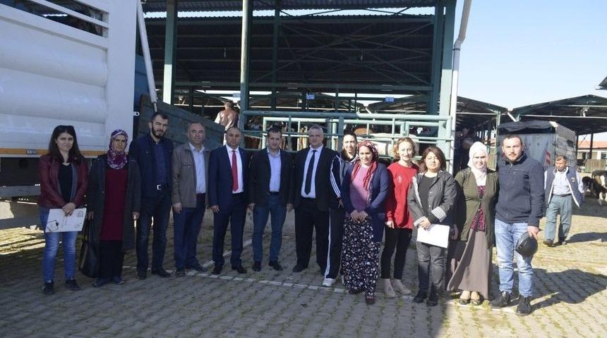 Salihli&rsquo;de Gen&ccedil; &Ccedil;ift&ccedil;ilere B&uuml;y&uuml;kbaş Hayvan Desteği