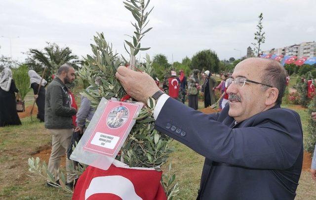 Afrin Şehitleri İçin Trabzon’da Hatıra Ormanı Oluşturuldu