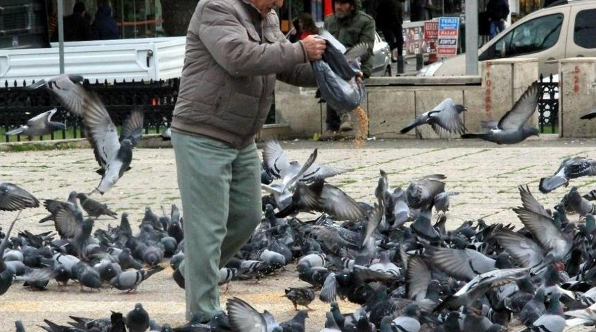 Sokak G&uuml;vercinlerini Her G&uuml;n Besliyor