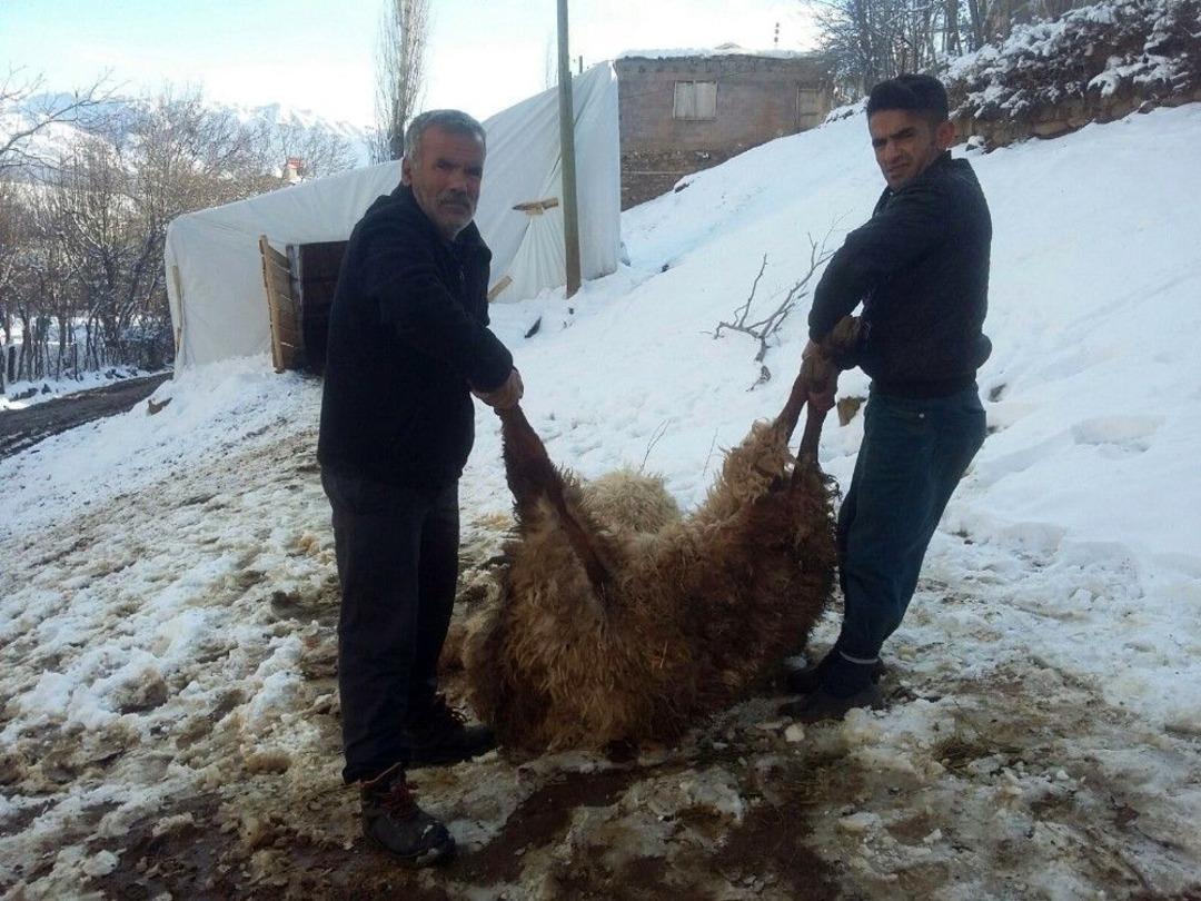 Bitlis&rsquo;te 200 Koyun Telef Oldu