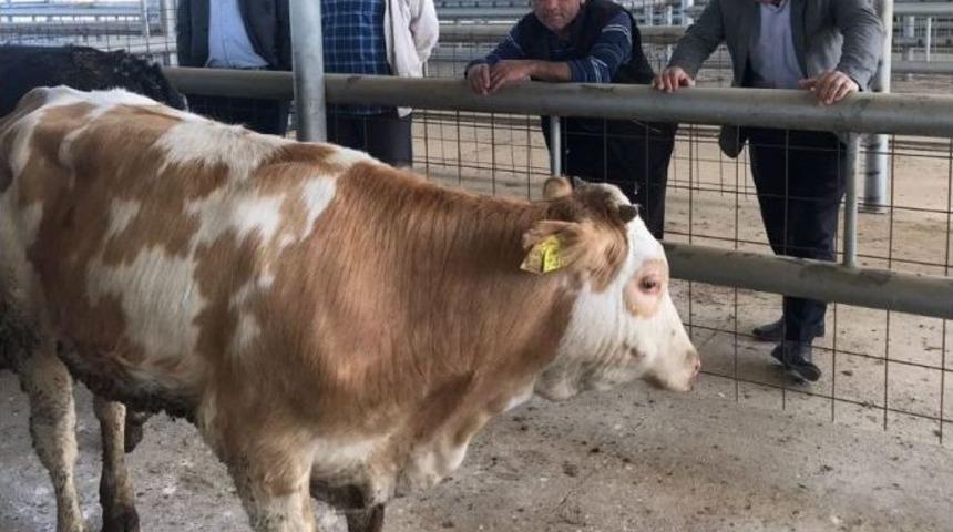 Sarıg&ouml;l&rsquo;de 16 Gen&ccedil; &Ccedil;ift&ccedil;iye 96 D&uuml;ve Verildi