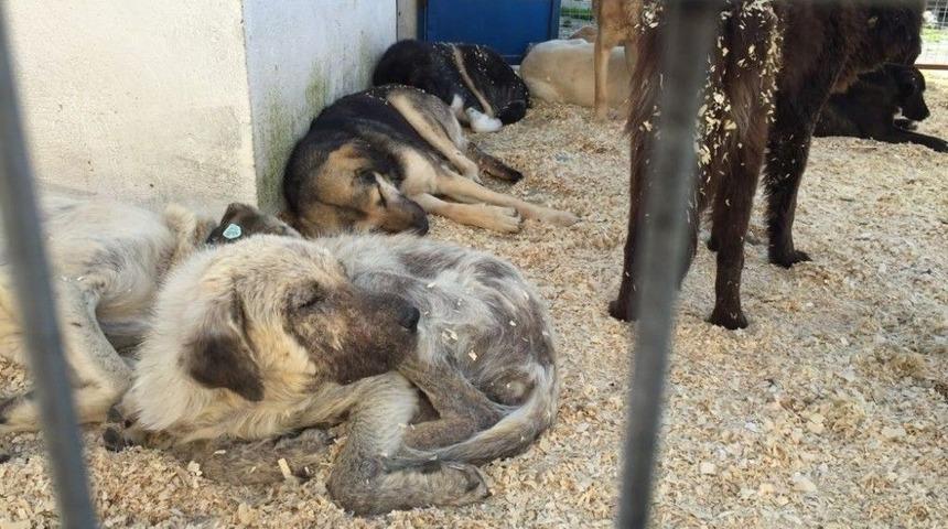 Milas&rsquo;ta Sokak Hayvanları Emin Ellerde
