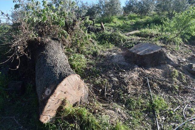 Eşinin Kestiği Ağacın Altında Kalan Kadın Hayatını Kaybetti