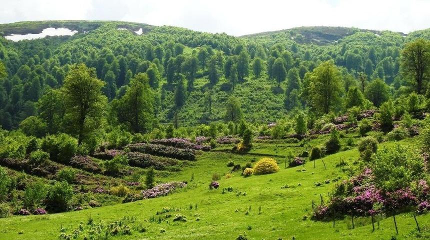 18 Bal Ormanı Tesis Edildi