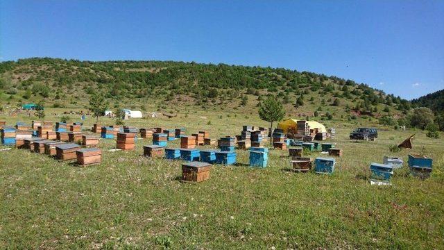 18 Bal Ormanı Tesis Edildi