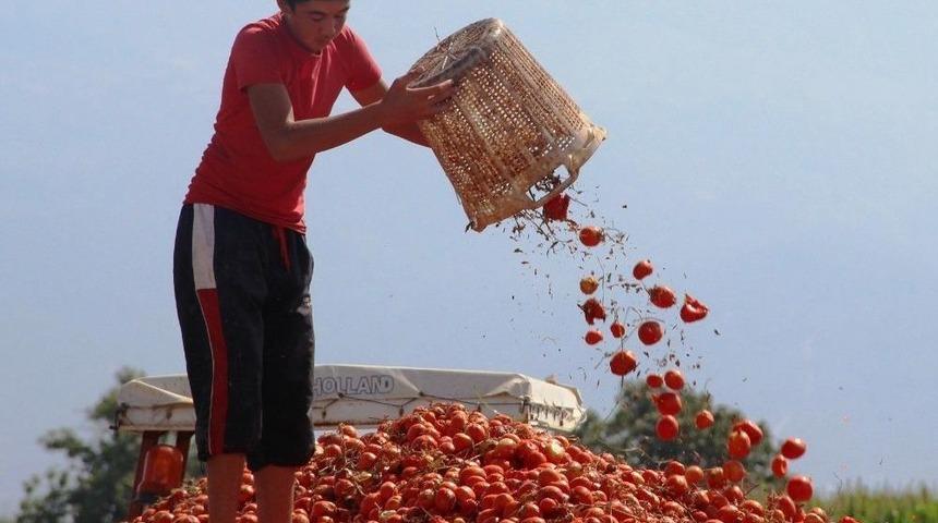 Manisa Sal&ccedil;alık Domates &Uuml;retiminde İkinci Sırada