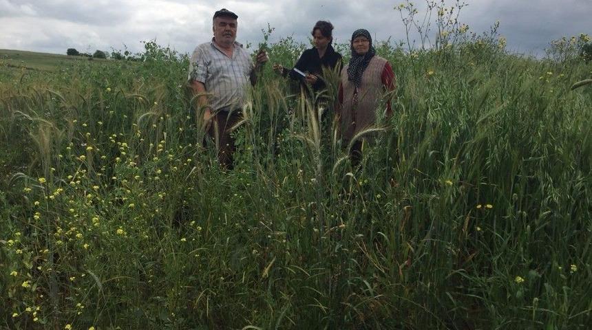 B&uuml;y&uuml;kşehir&rsquo;in Tohum Desteği İle Verim Arttı