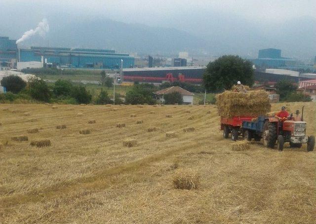 Büyükşehir’in Tohum Desteği İle Verim Arttı