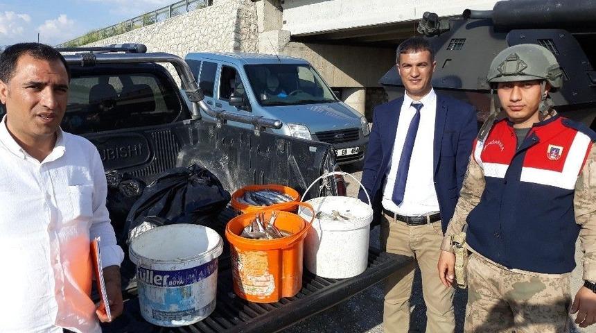 Edremit&rsquo;te 1,5 Ton Ka&ccedil;ak Avlanmış İnci Kefali Ele Ge&ccedil;irildi