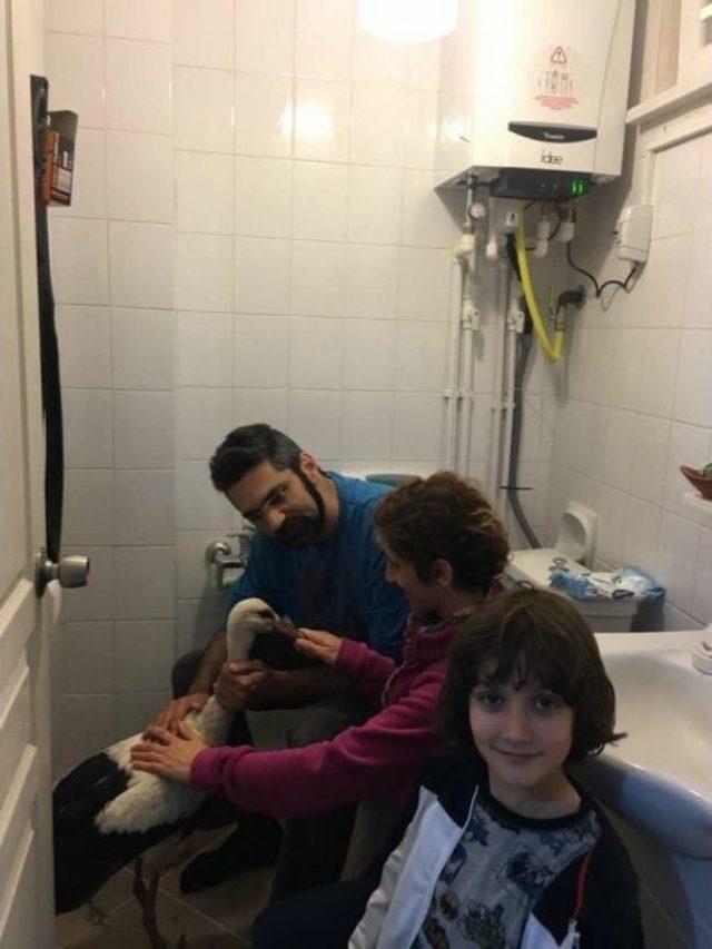 Yaralı Leyleğe &Ouml;ğretmen &Ccedil;ift Sahip &Ccedil;ıktı. 1