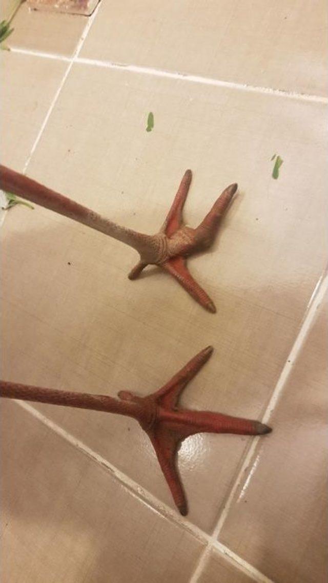 Yaralı Leyleğe &Ouml;ğretmen &Ccedil;ift Sahip &Ccedil;ıktı. 2