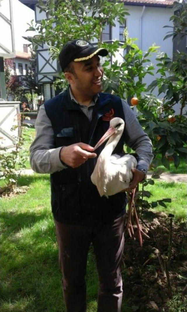 Yaralı Leyleğe &Ouml;ğretmen &Ccedil;ift Sahip &Ccedil;ıktı. 3