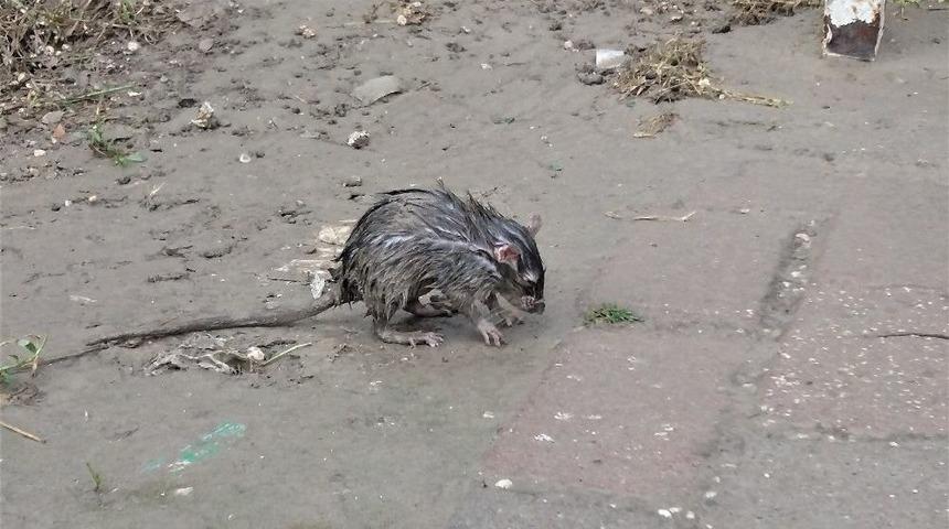 Yağmurdan Islanan Fare Otob&uuml;s Durağına Sığındı