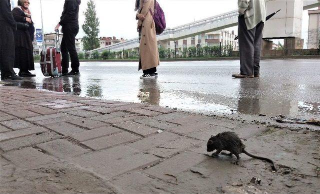 Yağmurdan Islanan Fare Otobüs Durağına Sığındı