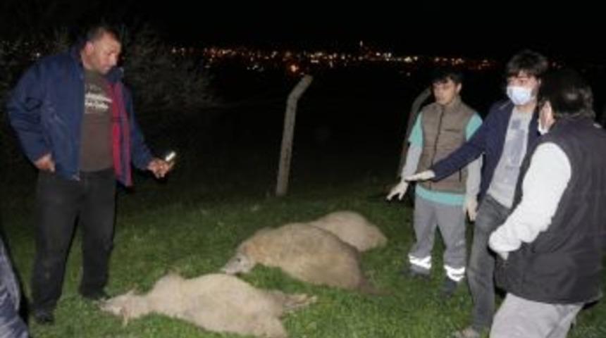 (&ouml;zel Haber) B&uuml;y&uuml;k&ccedil;ekmece&rsquo;de Boş Araziye D&ouml;k&uuml;len Kimyasal Sıvıdan İ&ccedil;en Hayvanlar Telef Oldu