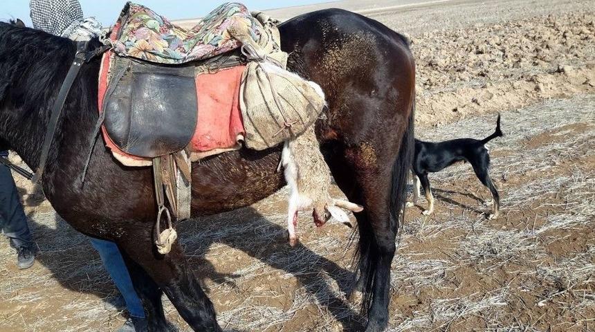 Konya&rsquo;da Usuls&uuml;z Yaban Tavşan Avından 2 Kişiye Bin 630 Lira Ceza