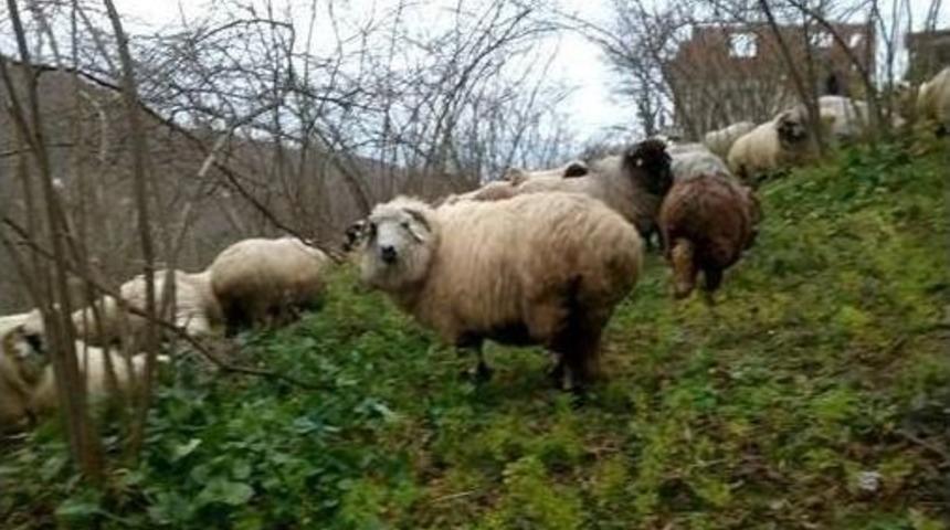 Of, Artlı Ve Çepni Koyun Tiplerini, Omü’lü Akademisyenler Araştıracak