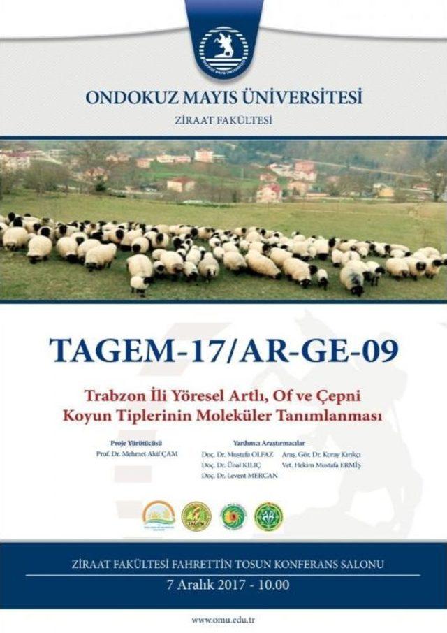 Of, Artlı Ve Çepni Koyun Tiplerini, Omü’lü Akademisyenler Araştıracak