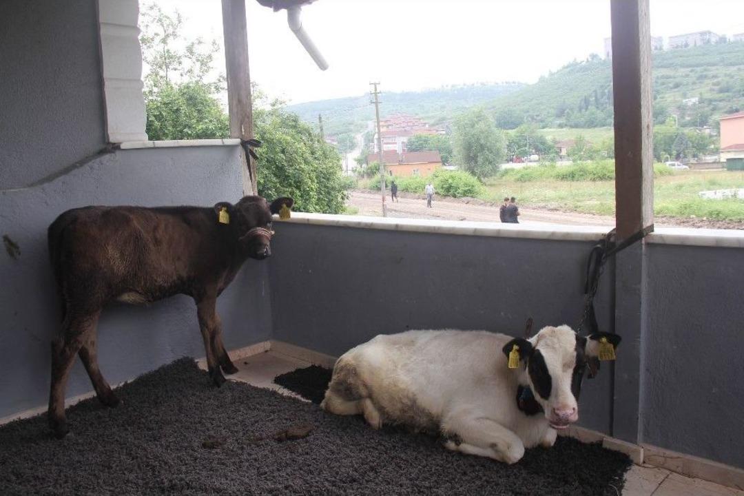 Ahırı Su Basınca Hayvanları Evinin Balkonlarına Taşıdı