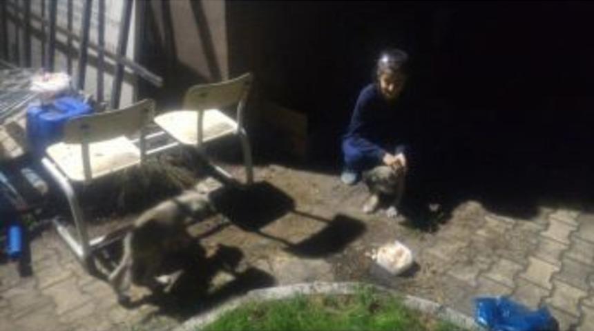 Yolda Bulduğu Yavru K&ouml;pekleri İtfaiye M&uuml;d&uuml;rl&uuml;ğ&uuml;ne Bıraktı