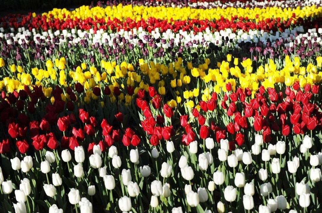 İstanbul&rsquo;da Lale Zamanı