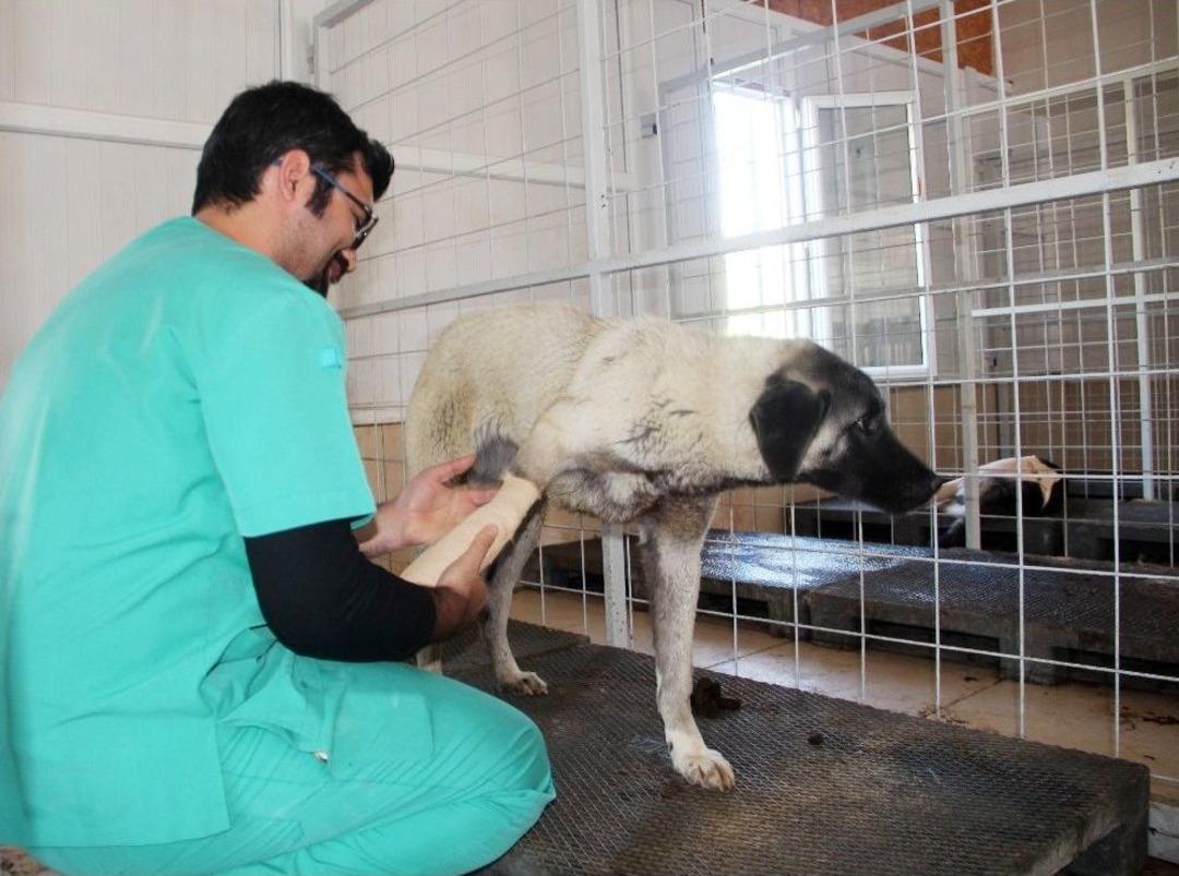 Bacakları Kırık 8 K&ouml;pek Tedavi Altına Alındı