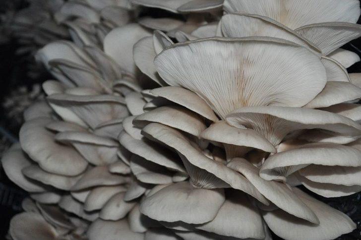 Mantar Üreticisine Devlet Desteği G1