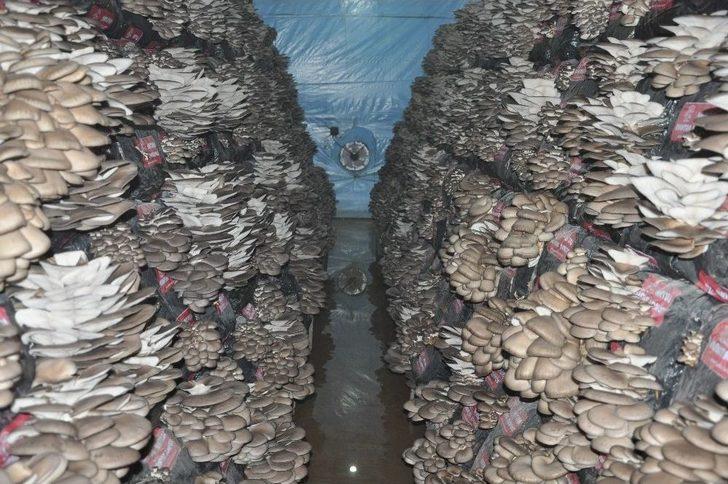 Mantar Üreticisine Devlet Desteği G2