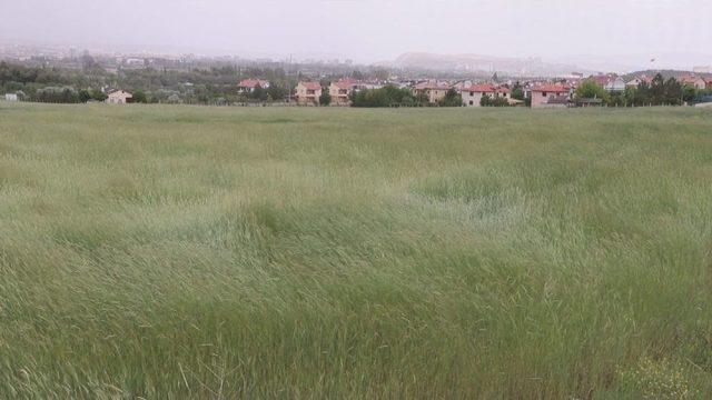 Buğday Başaklarının R&uuml;zgarla Dansı 1