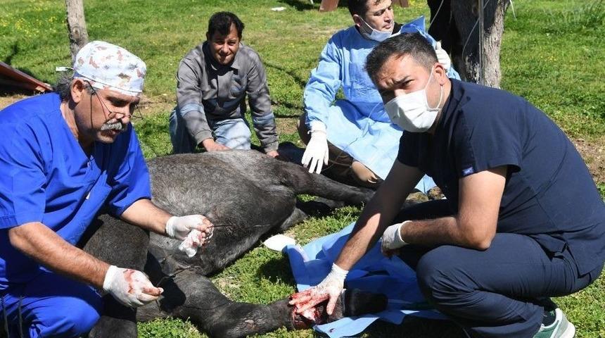 Ayaklarına Tel Dolanan Yaralı At Operasyonla İyileştirildi