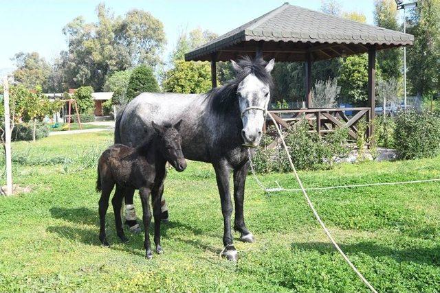 Ayaklarına Tel Dolanan Yaralı At Operasyonla İyileştirildi