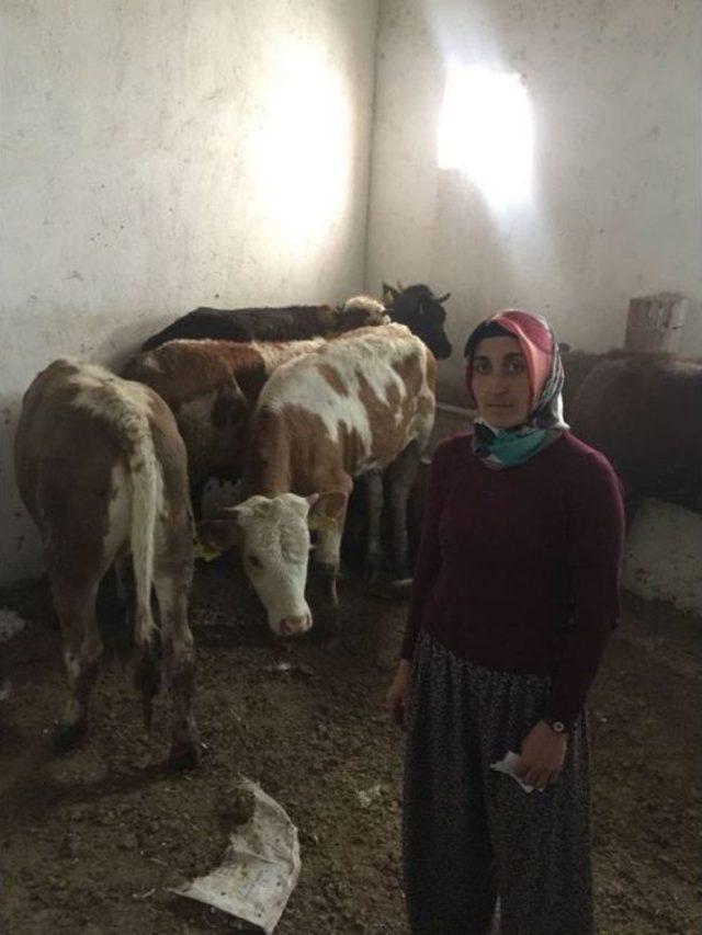 Selendili Gen&ccedil; &Ccedil;ift&ccedil;iler D&uuml;ve Sahibi Oldu 2