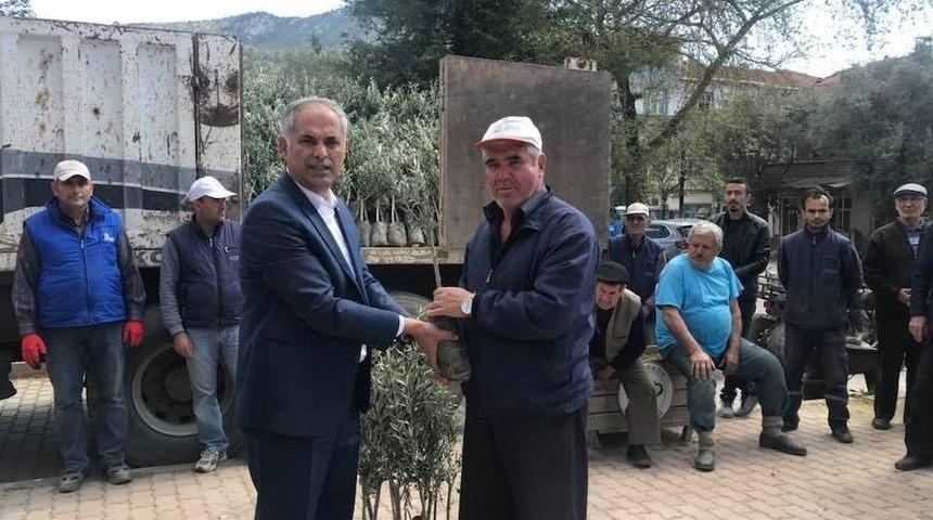 Bayırk&ouml;y&rsquo;de &Uuml;cretsiz 4 Bin Zeytin Fidanı Dağıtıldı