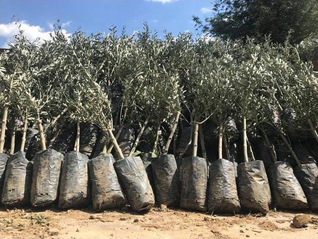 Bayırköy’de Ücretsiz 4 Bin Zeytin Fidanı Dağıtıldı