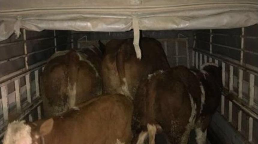 Elazığ&rsquo;da Hayvan Hırsızları Yakalandı