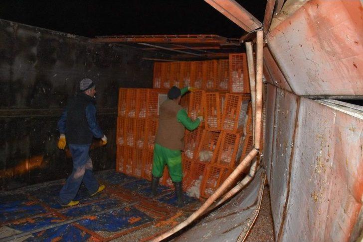 (özel Haber) Tavuk Yüklü Kamyon Devrildi, Hayvanlar Telef Oldu G3