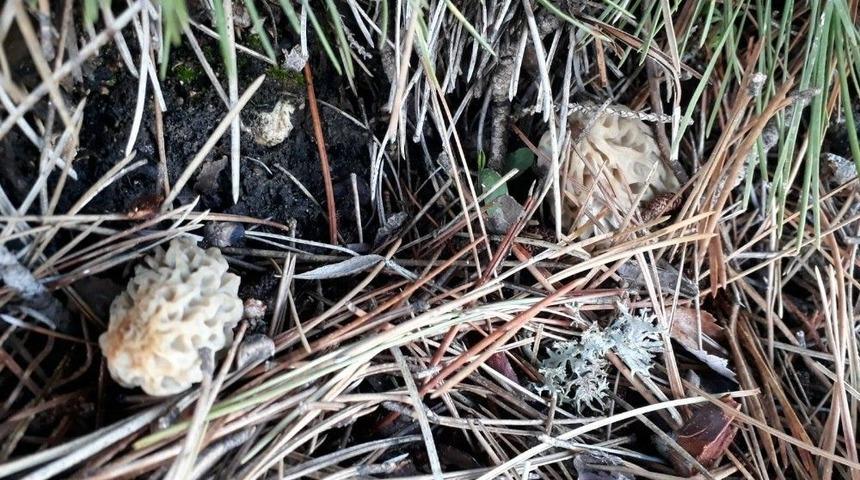 Derbent&rsquo;te Kuzug&ouml;beği Sezonu A&ccedil;ıldı