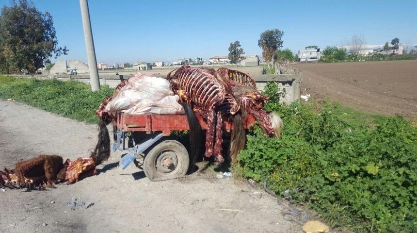 Adana&rsquo;da Kesilmiş At Ve Eşek Eti Bulundu